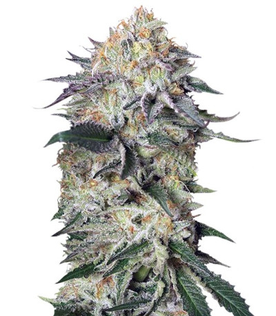 Семена сорта Lemon Garlic OG fem