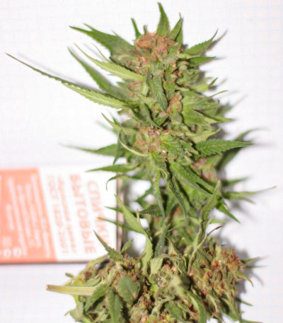 Семена сорта Sugar Black Rose reg (Delicious Seeds)