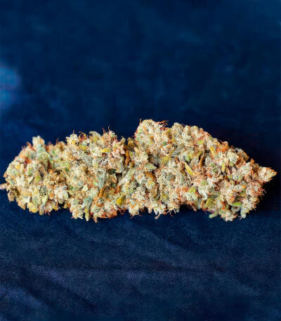 Семена сорта Zkittlez × Gorilla Glue fem (7CH Seeds & Cali Buds Seeds)