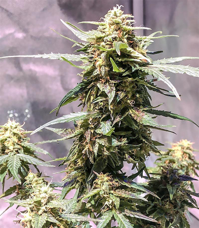 Семена сорта Auto Original Limonade Skunk fem (Victory Seeds)