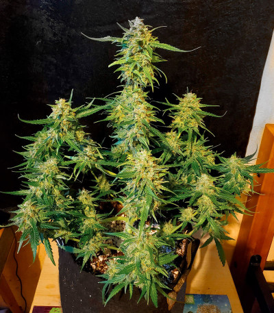 Семена сорта Bruce Banner Auto (Monster Genetics)