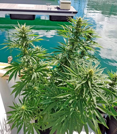 Семена сорта Strawberry Amnesia fem (Dinafem Seeds)