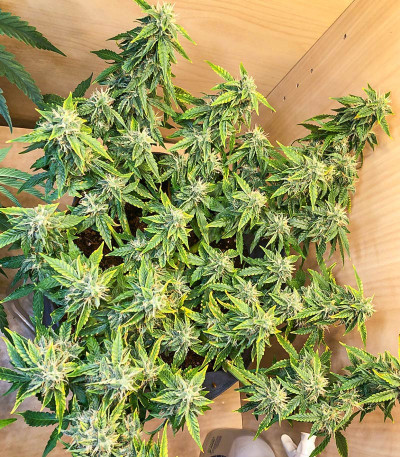 Семена сорта Ak 47 fem (Семяныч)