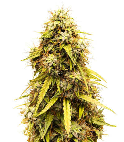 Семена сорта CBD Lemon Auto fem (Herbies Seeds)