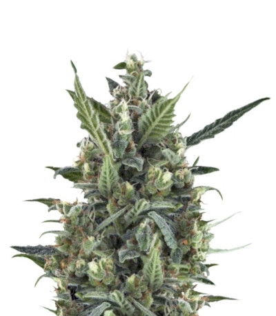 Семена сорта Blue Cheese Automatic fem (Royal Queen Seeds)