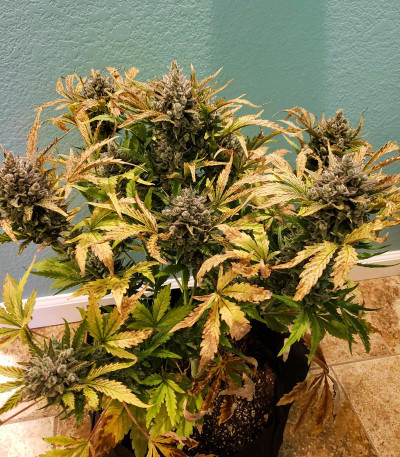 Семена сорта West Coast O.G. Auto fem (FastBuds)