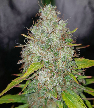 Семена сорта Pharaoh Auto (Auto Tutankhamon) fem (Семяныч)