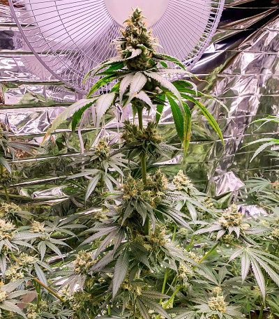 Семена сорта Auto Mokum's Tulip fem (Dutch Passion)