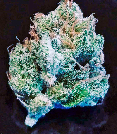 Семена сорта Bubblelicious Automatic fem (Nirvana Seeds)