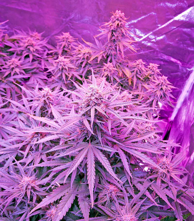 Семена сорта Critical Jack Autoflowering fem (Dinafem Seeds)