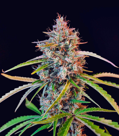 Семена сорта Pound Cake Auto fem (FastBuds)