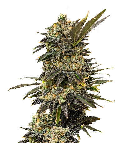 Семена сорта Gushers fem (7CH Seeds & Advanced Seeds)