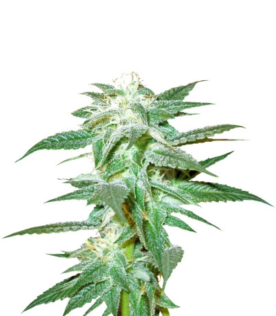 Семена сорта Kushberry reg (DNA Genetics)