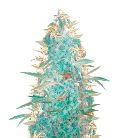 Семена сорта Ultra Power Plant fem (Victory Seeds)