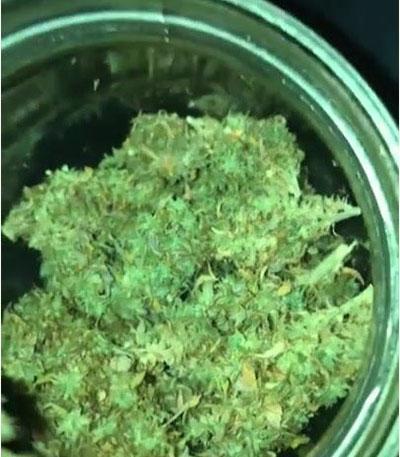 Семена сорта Future #1 fem (Blimburn Seeds)