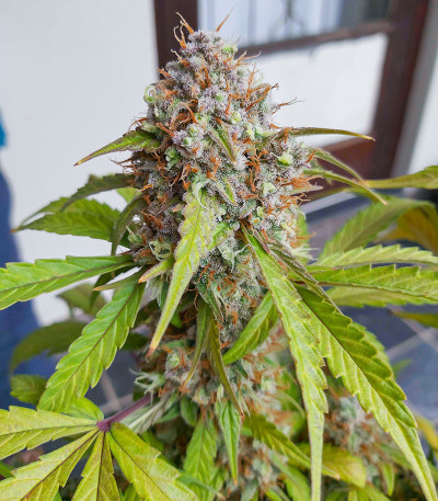 Семена сорта Auto Green Wild Shark fem (Victory Seeds)