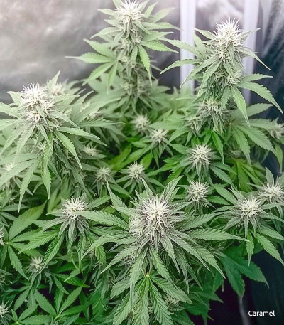 Семена сорта Crime Caramel Auto fem (Семяныч)