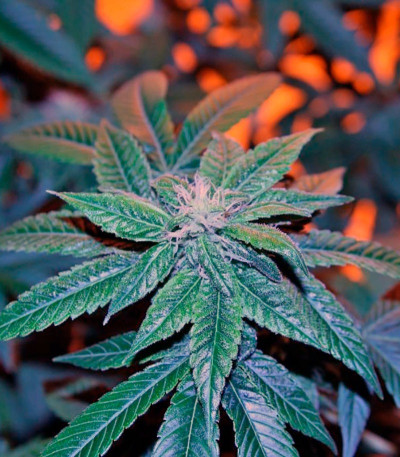 Семена сорта Damn Sour fem