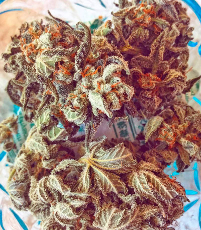 Семена сорта Lemon Juice Express Auto fem