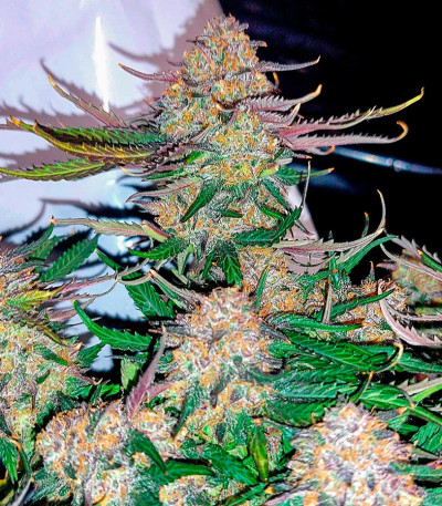 Семена сорта Super Glue #4 Auto fem (High Speed ​​Buds)