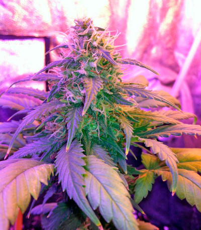 Семена сорта Amnesia fem (World of Seeds)