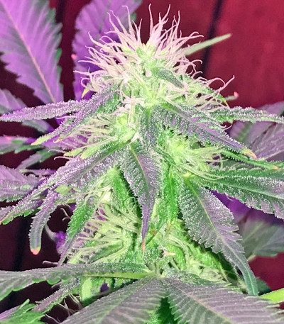 Семена сорта Ketama fem (World of Seeds)