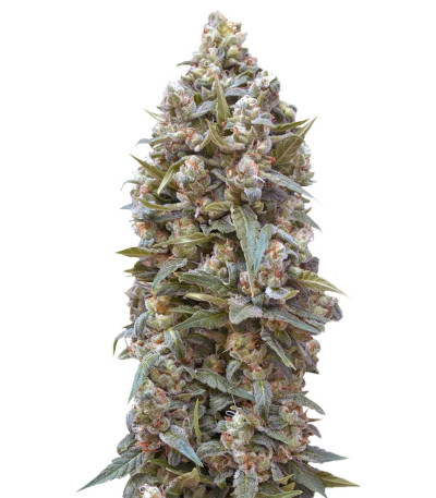 Семена сорта Auto 00 Kush fem (00 Seeds)