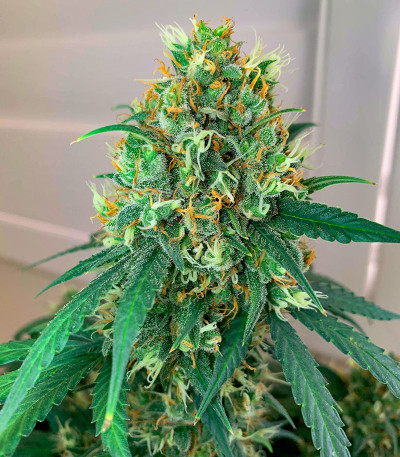 Семена сорта Auto Maria III fem (Семяныч)