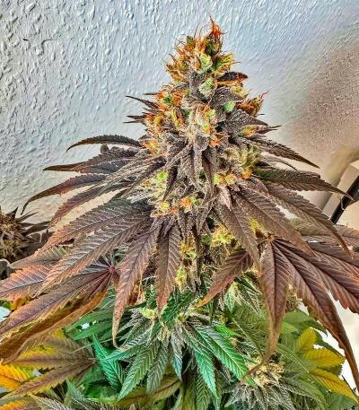 Семена сорта Insane OG