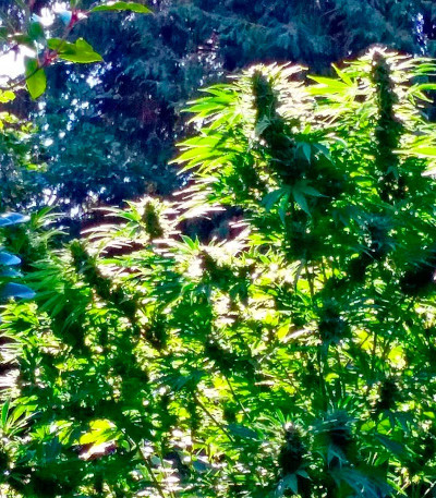 Семена сорта Serious 6 reg (Serious Seeds)