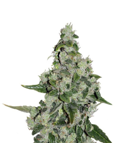 Семена сорта Ultra Sour Kush fem