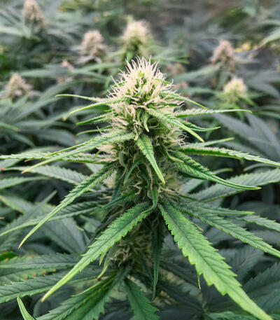 Семена сорта Northern Lights 10 of 10 fem (Seedkeepers)