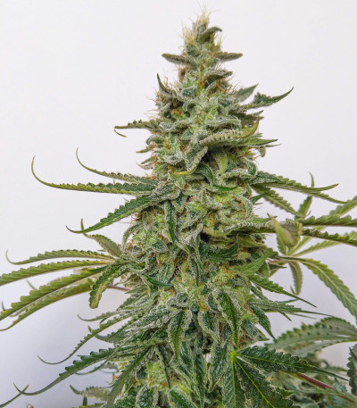 Семена сорта Auto Brooklyn Sunrise fem (Dutch Passion)