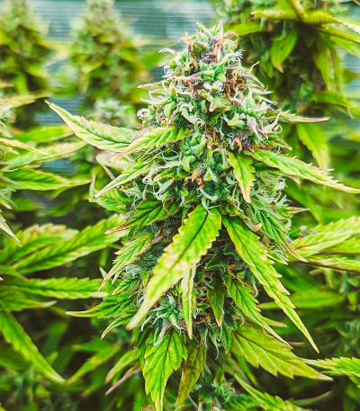 Семена сорта Auto Sweet Bourbon Kush fem (Dutch Passion)