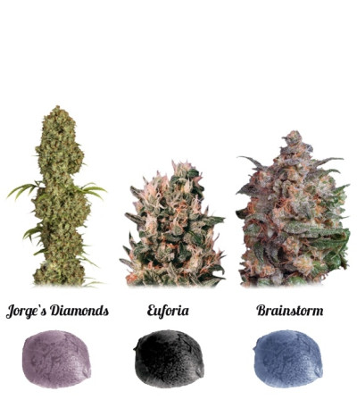 Микс семян каннабиса Colour Mix 5 