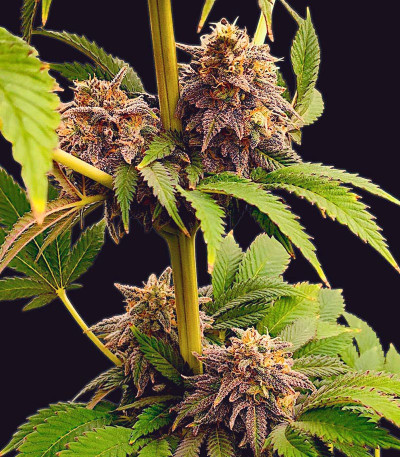 Семена сорта Lemonpaya fem (FastBuds)