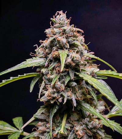 Семена сорта Amnesia Zkittlez Auto fem (FastBuds)