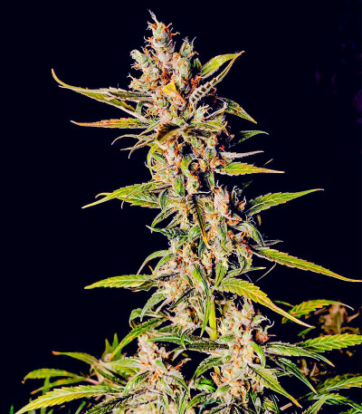 Семена сорта Gorilla Punch Auto fem (FastBuds)