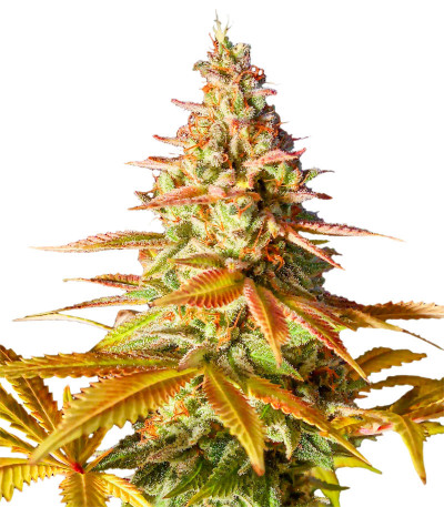 Семена сорта Original Clon fem (Blimburn Seeds)