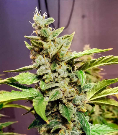 Семена сорта Skunky Monkey Auto fem (Heavyweight Seeds)