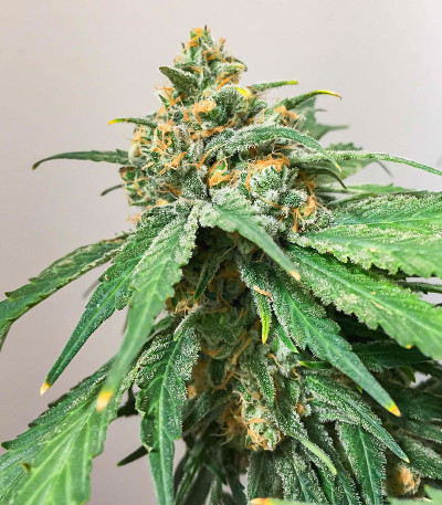 Семена сорта Hero Cookies fem (AlphaFem Seeds)
