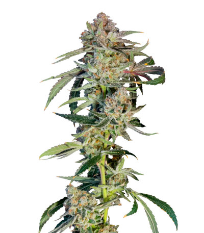 Семена сорта Super Boof fem от Barney's Farm