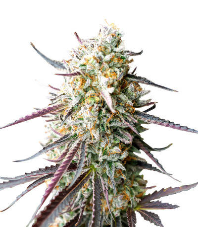 Семена сорта Ice Cream Cake Fast Flowering fem (Humboldt Seed Organization)