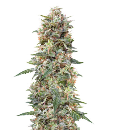 Семена сорта California Kush fem (00 Seeds)