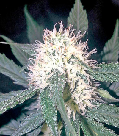 Семена сорта Auto Cheese Berry fem