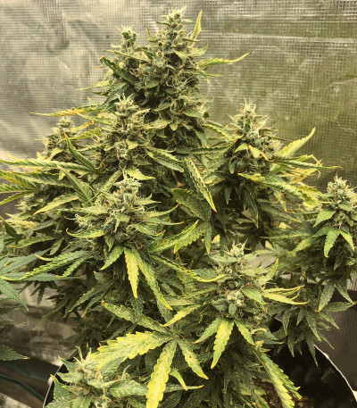 Семена сорта CBD Auto Compassion Lime fem (Dutch Passion)