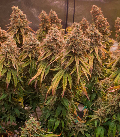 Семена сорта Sour Strawberry fem (Barney's Farm)