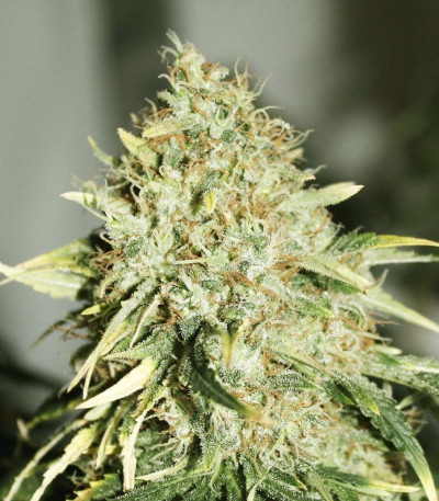 Семена сорта The Doctor fem (Green House Seeds)