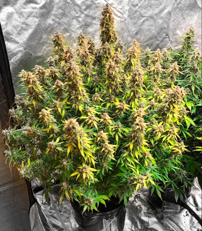 Семена сорта Zkittlez Auto fem (Cali Buds Seeds)