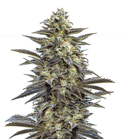 Семена сорта Power Russian fem (Kalashnikov Seeds)
